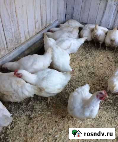 Куры цыплята Славянск-на-Кубани - изображение 1