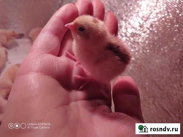 Перепел Новотитаровская - изображение 1