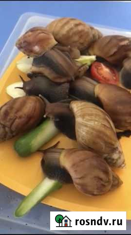 Улитка Томск - изображение 1