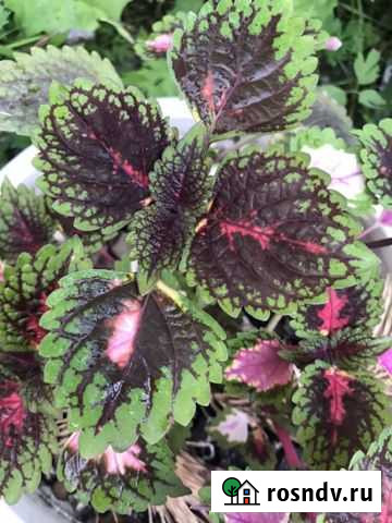 Колеус Ачинск - изображение 1