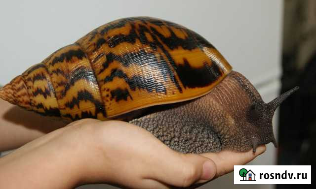 Гигансткие ахатины улитки+доставка,домики,еда Санкт-Петербург - изображение 1