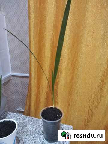 Детки финиковой пальмы Асбест - изображение 1