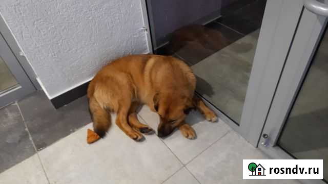 Собака в добрые руки Казань - изображение 1