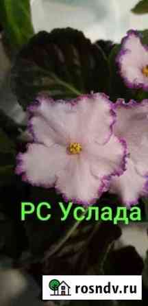Фиалка Улан-Удэ