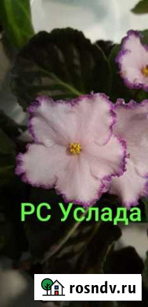 Фиалка Улан-Удэ - изображение 1