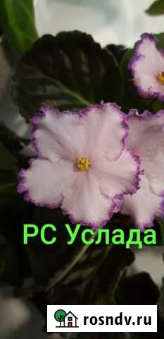 Фиалка Улан-Удэ - изображение 1