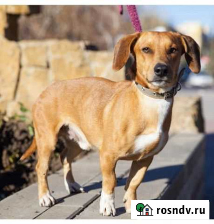 Собака Волгодонск - изображение 1