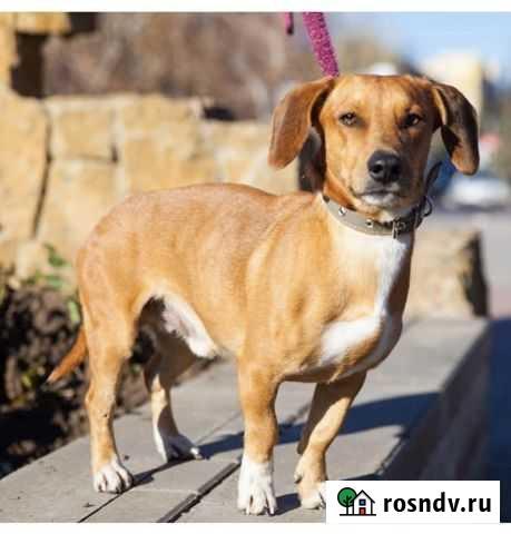 Собака Волгодонск - изображение 1