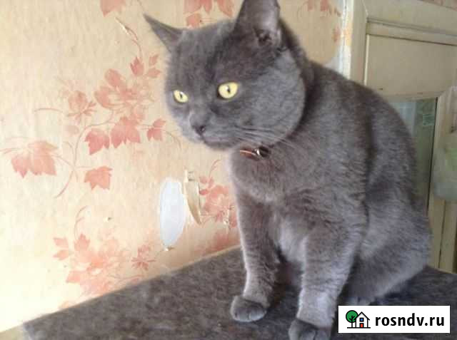 Коту от волонтера нужен постоянный дом Саратов - изображение 1