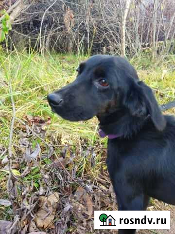 Собака в добрые руки Псков - изображение 1