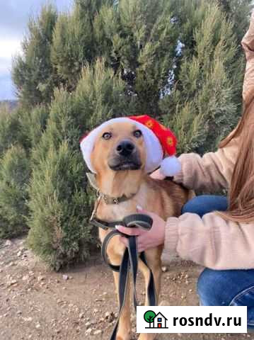 Собака в добрые руки Симоненко - изображение 1