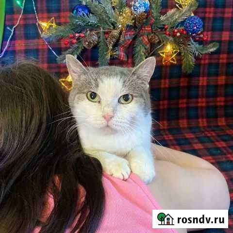 Кошка Стеша ищет дом Тула - изображение 1