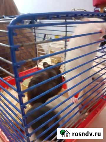 Сирийский хомяк Вологда - изображение 1