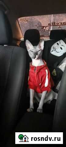 Донской сфинкс ищет невесту Петрозаводск - изображение 1