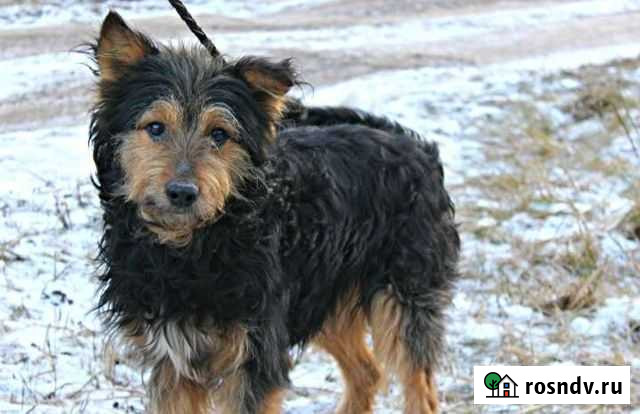 Пес в добрые руки Пролетарский - изображение 1