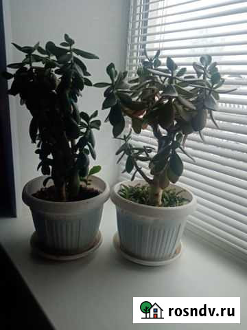 Толстянка Сызрань - изображение 1