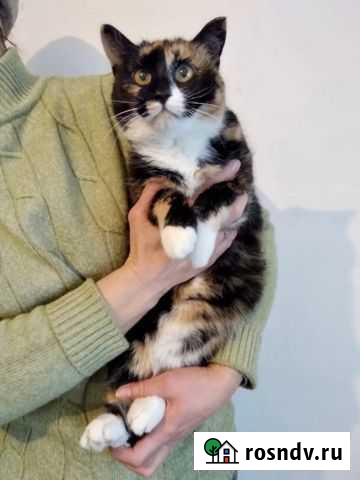 Трехцветная красавица Эсмеральда Новосибирск - изображение 1