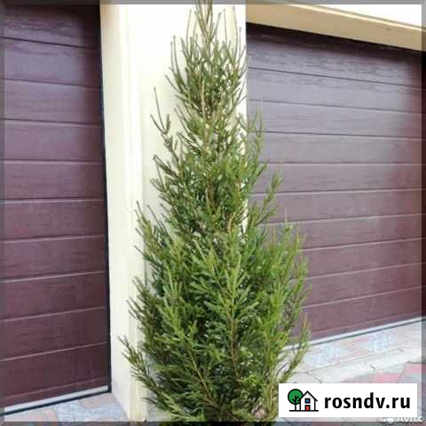 Живые елки Иркутск - изображение 1