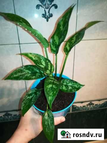 Аглаонема мария Подольск - изображение 1