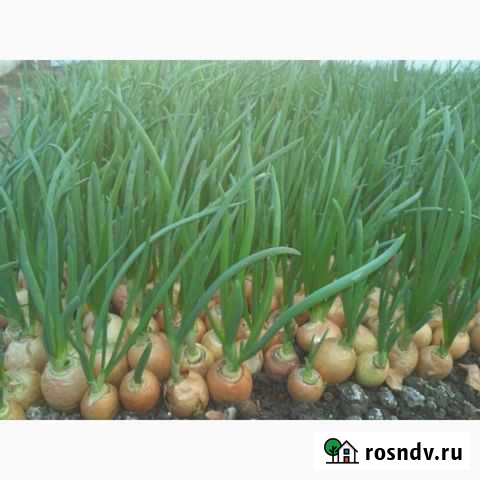 Лук Зелёный Перо Славянск-на-Кубани - изображение 1