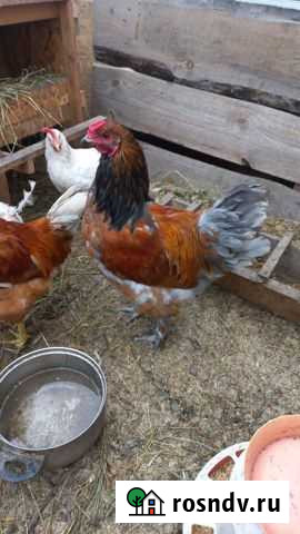 Петух Лиски - изображение 1