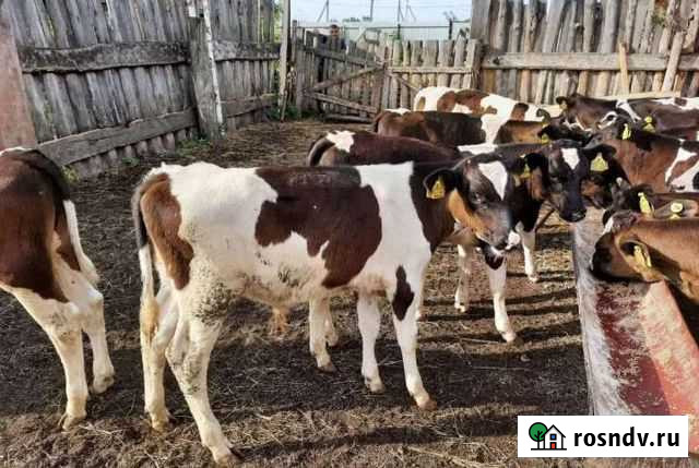 Бычки на откорм от 1 месяц до 4х месяц Пролетарск - изображение 1