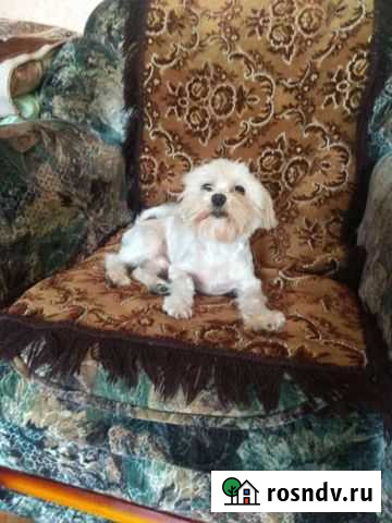 Супер Мачо Воронеж - изображение 1