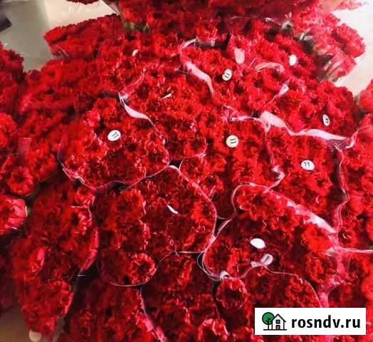 Турецкая Гвоздика Мосрентген - изображение 1