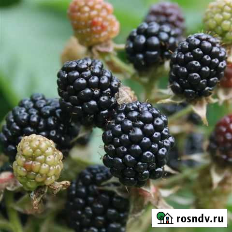 Ежевика садовая Правдинск - изображение 1