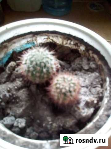 Кактус эхинноцериус и мамилярия Рязань - изображение 1