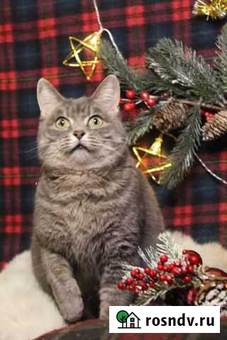 Мега ласковая кошка Лия ищет дом Тула - изображение 1