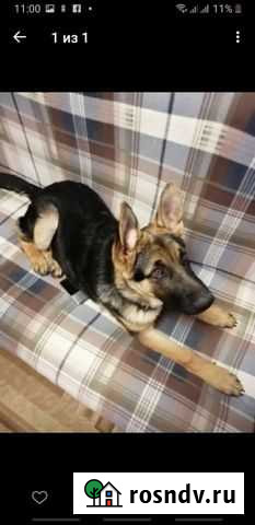 Чистокровные Щенки Немецкой овчарки Тула - изображение 1