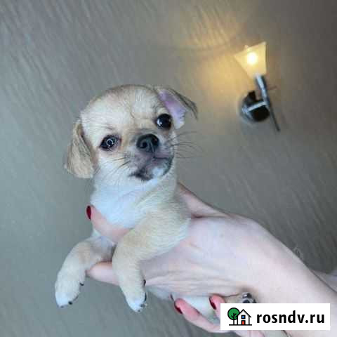 Щенки чихуахуа Санкт-Петербург - изображение 1