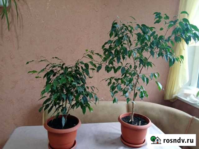 Комнатные цветы Нижний Тагил - изображение 1