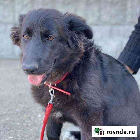 Собака в добрые руки щенок Севастополь