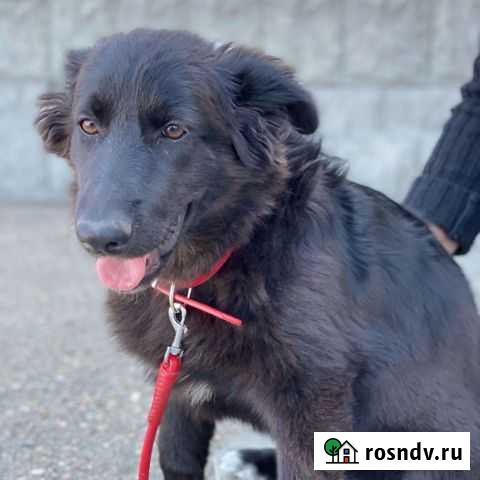 Собака в добрые руки щенок Севастополь - изображение 1