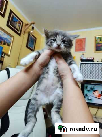 Котенок Курск - изображение 1