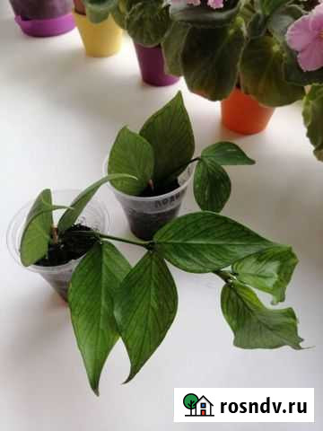 Хойя Полинейра Верхняя Пышма - изображение 1