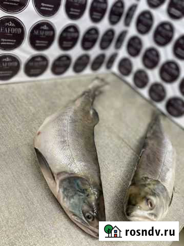Горбуша непотрошённая 2021 Дмитров - изображение 1