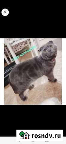Шотландский вислоухий кот Каменск-Уральский - изображение 1