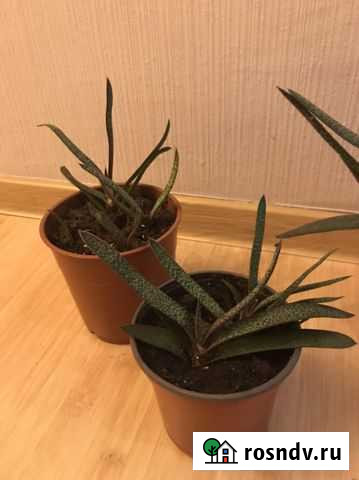 Гастерия Ростов-на-Дону - изображение 1