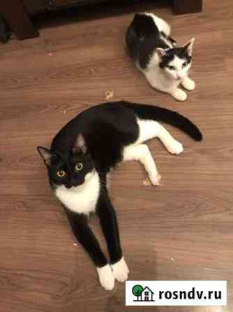 Котик в добрые руки Серов
