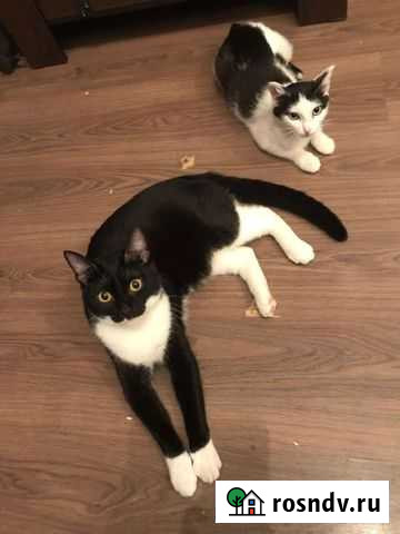 Котик в добрые руки Серов - изображение 1