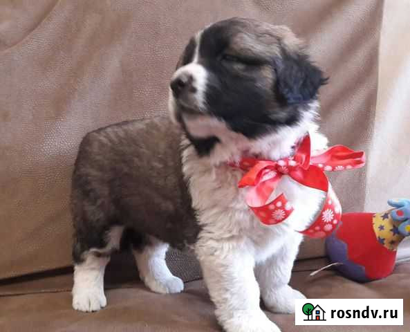 Лучший сторож Курск - изображение 1