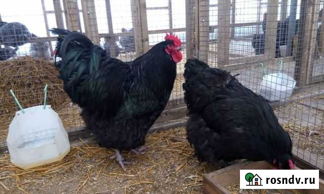 Продаются петухи породы Доминант Вязьма - изображение 1