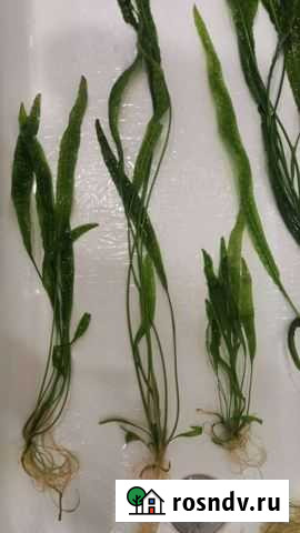 Живые Аквариумные растения Ульяновск - изображение 1