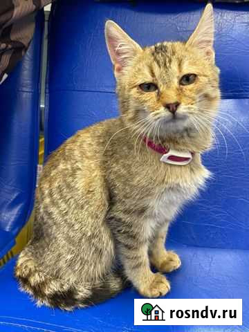Кошка Балашиха - изображение 1
