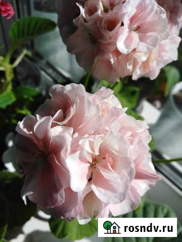 Пеларгония герань Красноярск - изображение 1