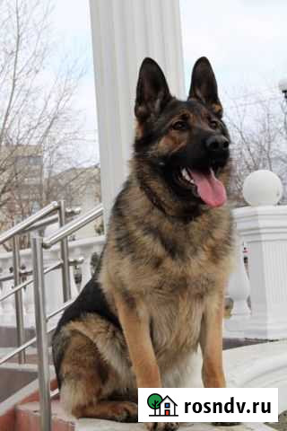 Щенки немецкой овчарки Красноярск - изображение 1