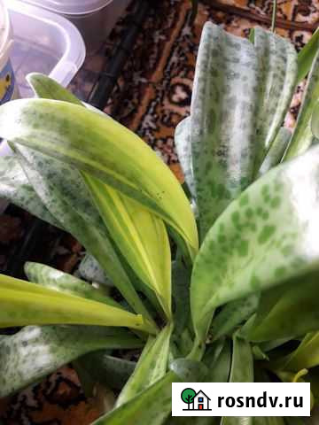 Дримиопсис вариегатный Екатеринбург - изображение 1